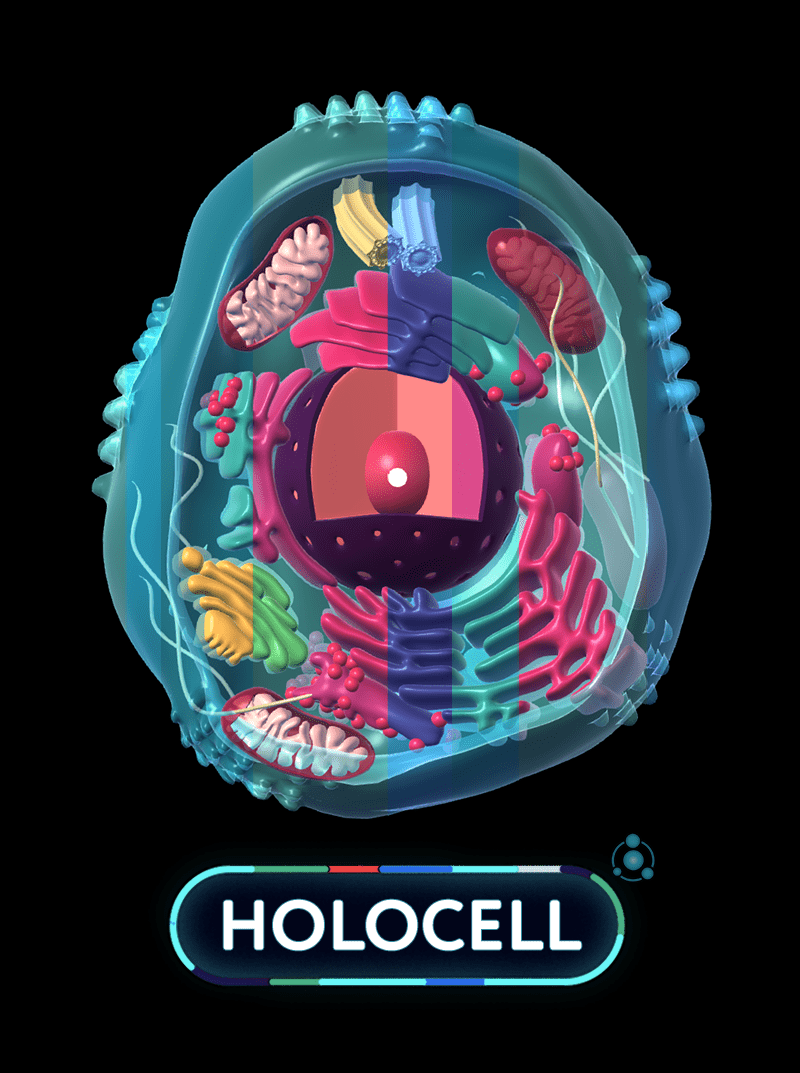 HoloStudy Biology - the exciting and informative application HoloStudy Biology mixed reality application