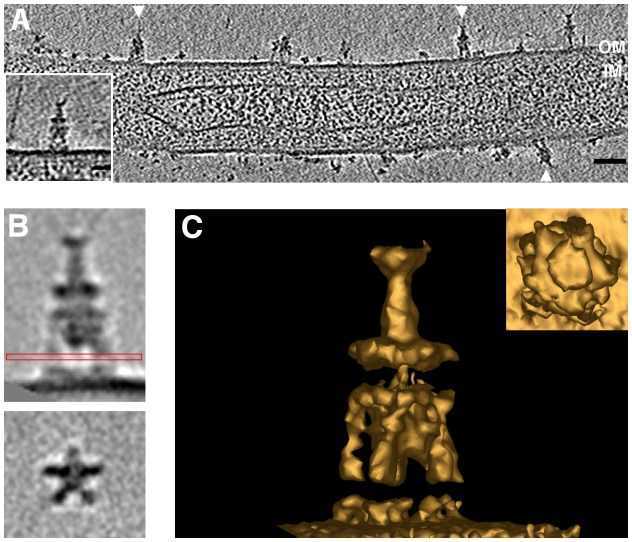 electron cryotomography