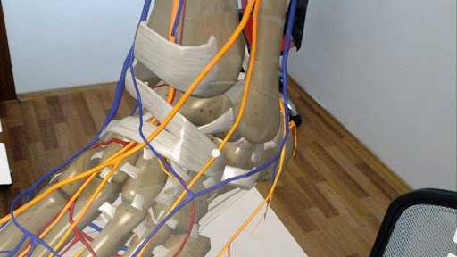 DynamicAnatomy medical application