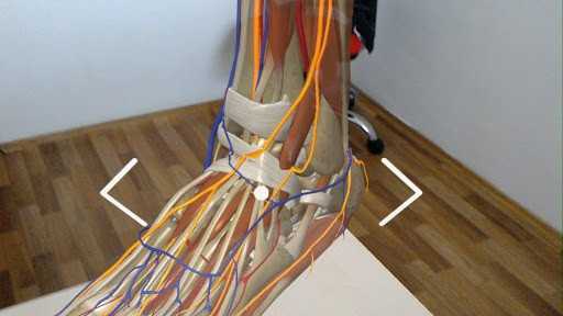DynamicAnatomy medical application