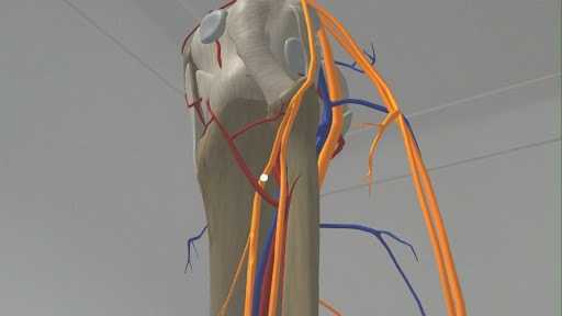 DynamicAnatomy medical application