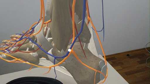 DynamicAnatomy medical application